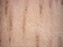madera-de-saman.1