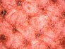 Microscopio