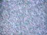 Microscopio