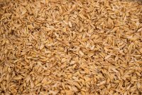 bioplastico-con-cascara-de-arroz-reciclado